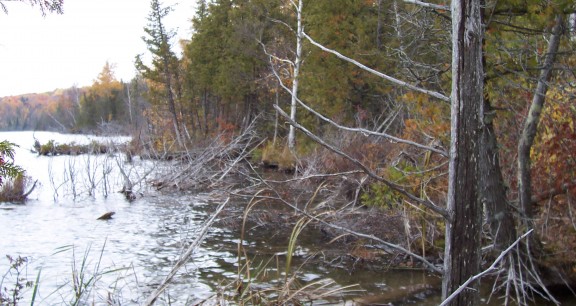 Mebert Creek Natural Area