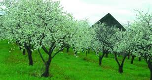 orchards.jpg